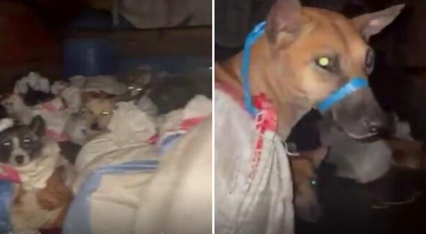 Salvati 53 cani diretti al macello: gli animali erano chiusi in sacchi nel camion di un commerciante di carne