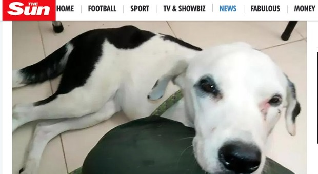Nuvola, il cane abbandonato in aeroporto aspetta un mese il suo padrone, poi muore di crepacuore