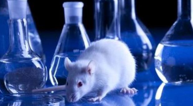 "L'ormone dell'amore combatte ​l'ubriachezza": l'esperimento sui topi