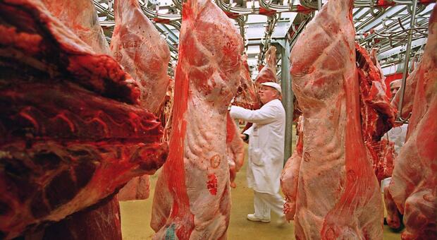 Sequestrate 92 tonnellate di carni a Serino: valore da un milione di euro