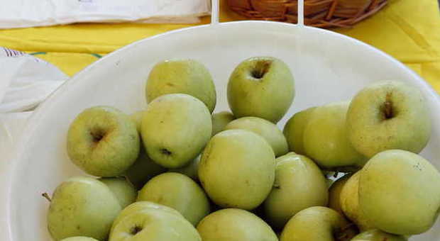 Monfumo riscrive la storia delle mele salvati due ceppi autoctoni