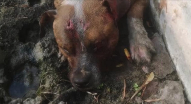 Il povero cane ucciso a Paternò. (immagini diffuse dall'associazione Cuori Randagi su Fb)