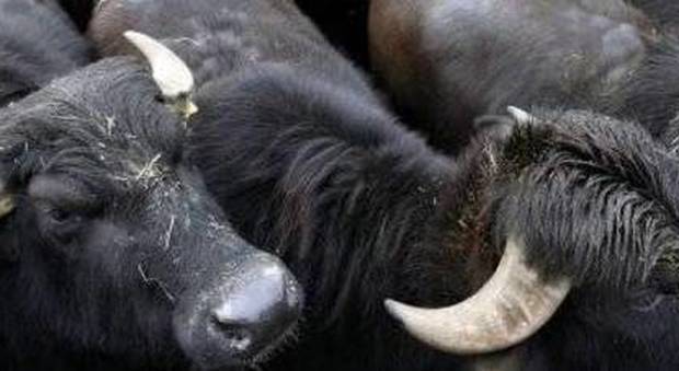 Denunciato allevatore di bufale: smaltimento illecito di rifiuti speciali