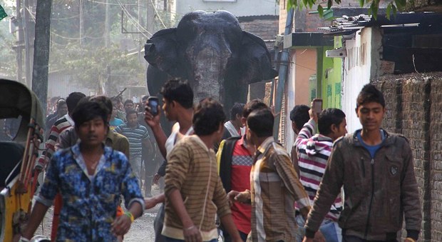India, elefante fugge dalla foresta e crea il panico in città: case e auto distrutte