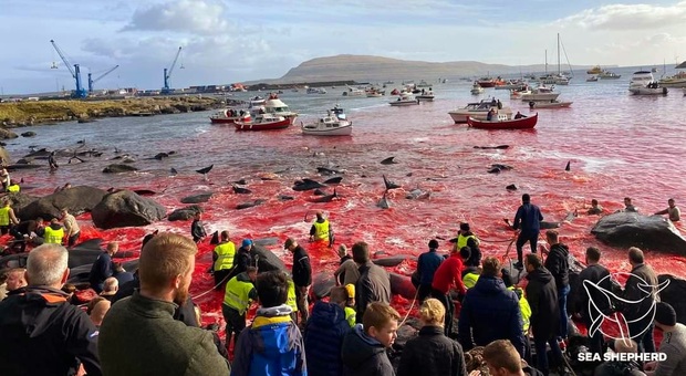 Faroe, ha inizio la strage (immag diffusa in tempo reale da Sea Shepherd)