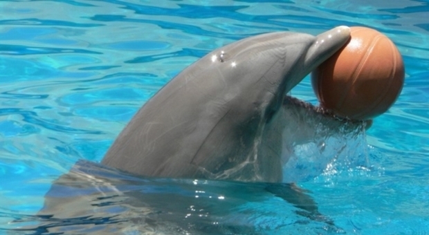 Vietato nuotare con i delfini nei parchi acquatici. Il Tar del Lazio accoglie il ricorso della Lav