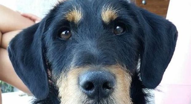 Jagd Terrier puro mollato in Tangenziale: chi mi adotta?Foto