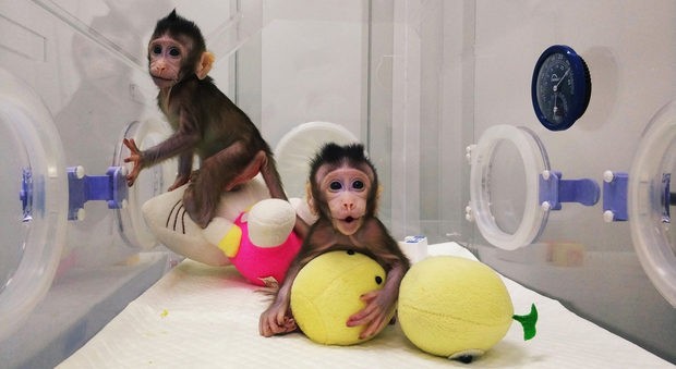 Le prime scimmie clonate, Zhong Zhong e Hua Hua come la pecora Dolly. Il Vaticano: "Minaccia per il futuro dell'uomo"