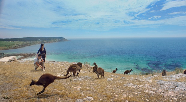 Kangaroo Island è il vero tempio della biodiversità nel sud Australia