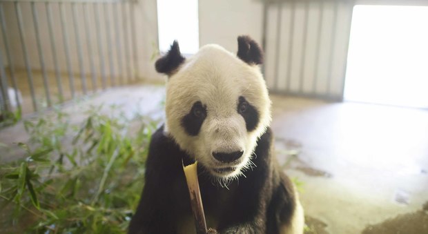 Pan Pan, il panda maschio più anziano del mondo