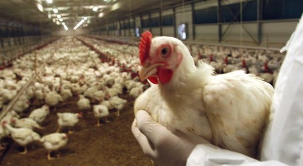 Allarme aviaria in Francia: rischio «elevato» negli allevamenti del paese