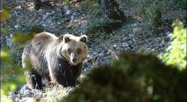 Un'area protetta nei Monti Ernici per rilanciare il turismo e salvare l'Orso bruno