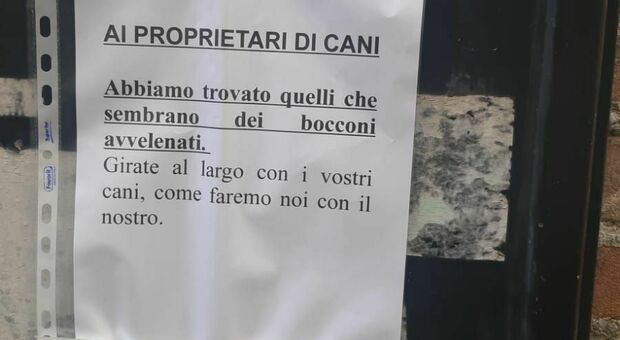 Bocconi avvelenati in piazza Tommasini a Treviso, paura dei proprietari di cani: «Girate al largo»