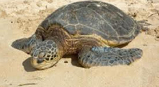 Campofilone, tartaruga marina trovata morta a Ponte Nina