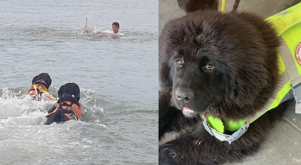 Sottomarina, esercitazione in mare per i cagnoloni da salvataggio della lifeguard dog: le tenere immagini