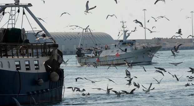 La Ue: stop alla pesca a strascico. «Ma così la flotta italiana affonda»