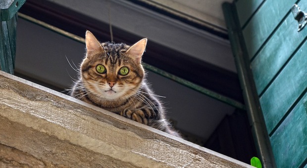 Ladri entrano in una casa e lanciano il gatto dal balcone. «Intralciava il furto dell'appartamento»
