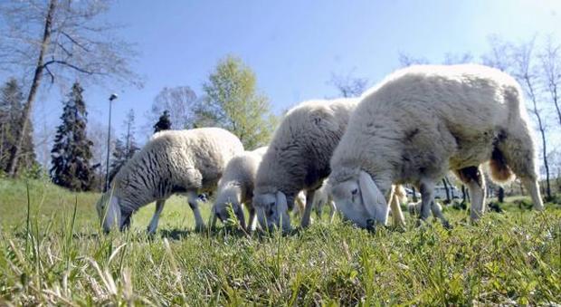 Festa islamica, parapiglia dal pastore per acquistare pecore e montoni