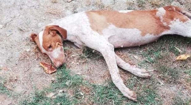 Abbandonata da quattro famiglie, Fragolina muore di dolore: la cagnolina commuove il web