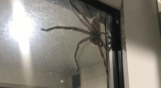 Un ragno gigante blocca la finestra di casa, coppia si barrica in casa terrorizzata