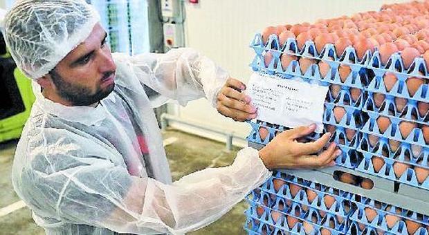 «Uova contaminate anche in Italia», il paradosso delle importazioni
