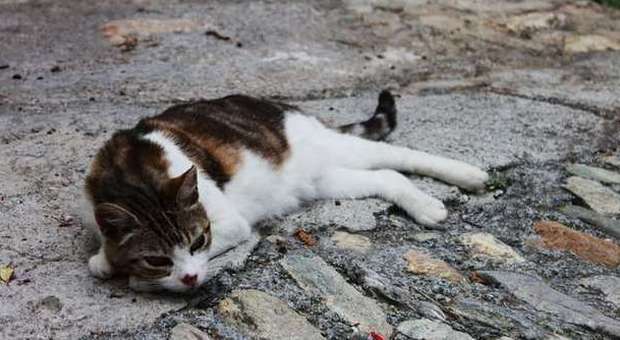 Maniaco dei gatti a Napoli, li chiude nei sacchetti e li getta vivi in un canale di aerazione
