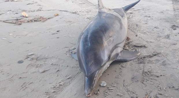 Sparisce la carcassa di un delfino spiaggiato. L’allarme :«La carne potrebbe essere venduta come tonno»