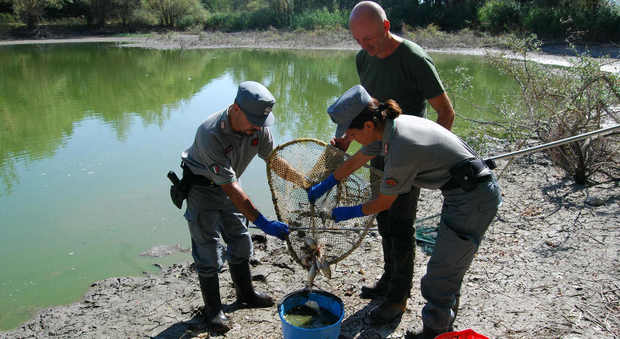 Foligno, il caldo killer fa strage di pesci al lago di Colfiorito