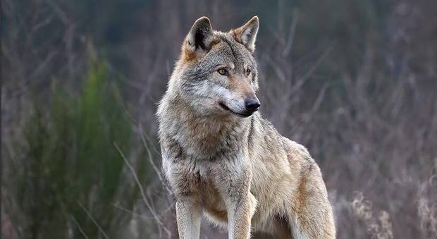 "Magica" e "Lui": collari satellitari per due lupi del Parco dei Sibillini