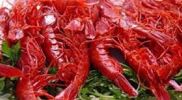 Gamberi rossi, dalla loro “corazza” ora in Sicilia si estrae un olio per piatti pregiati