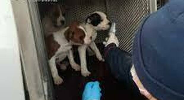 Terni, I carabinieri forestali scoprono un traffico illecito di cuccioli: denunciata una donna