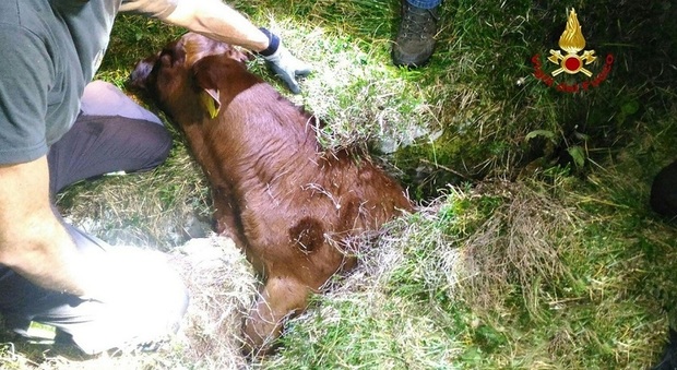 Vitellino in un fossato, salvato grazie ai disperati muggiti di mamma mucca