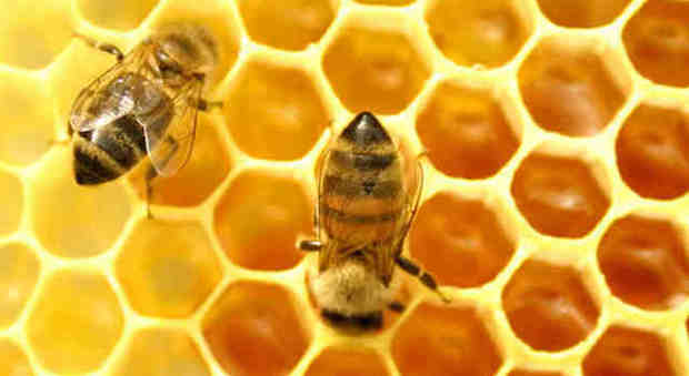 "Miele contaminato, il 75% della produzione contiene tracce di pesticida"