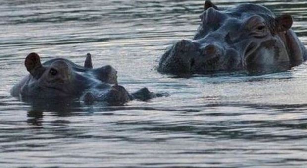 L'ippopotamo attacca la canoa di studenti: morti 12 ragazzi, dramma sul fiume Niger