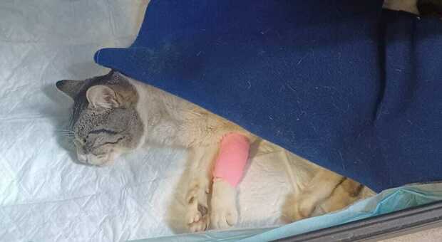 Pallino non ce l'ha fatta, il gatto colpito dal proiettile di una carabina è morto: «Ucciso dalla malvagità umana»