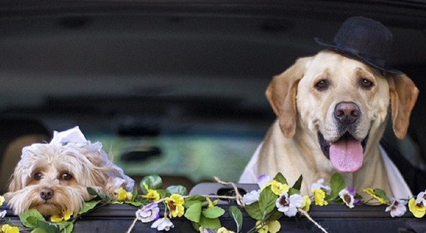 Pete e Tally, i cani sposati che condividono tutto: le loro foto spopolano in rete -Guarda
