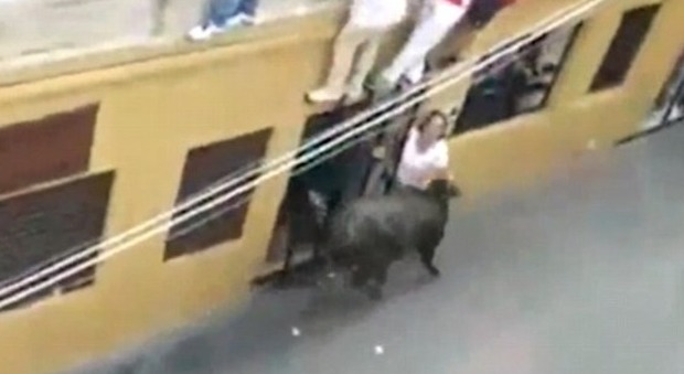 Spagna, donna incornata e uccisa da un toro: la tragedia davanti agli occhi del marito e del figlio