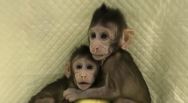 Shangai, due scimmie clonate come la pecora Dolly: è la prima volta. Il Vaticano: «Minaccia per il futuro dell'uomo»