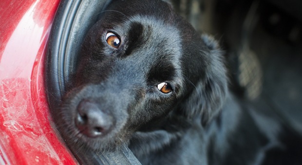 Cane lasciato per ore in auto sotto il sole: proprietaria denunciata