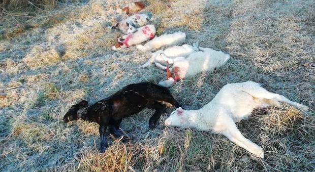 Ascoli, lupi all'attacco del gregge: sbranati 22 agnelli e 2 pecore vicino alla strada Salaria