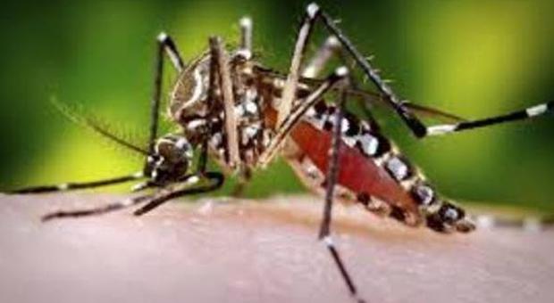 Malattie dei Tropici in arrivo anche ​in Italia “a bordo” delle zanzare