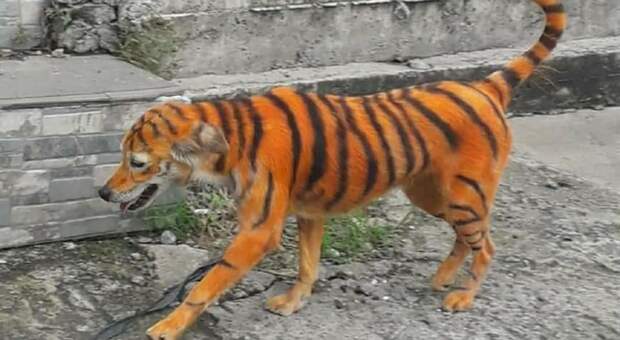 Cane "diventa" tigre con vernici tossiche, ira associazioni: «Abbandonato per strada»