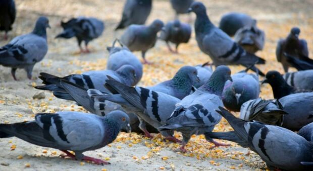 Sacile, ordinanza vieta dare cibo ai piccioni
