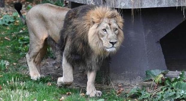 Il capo di una ONG che tutela gli animali lancia una torta in faccia a un leone, la rete si rivolta