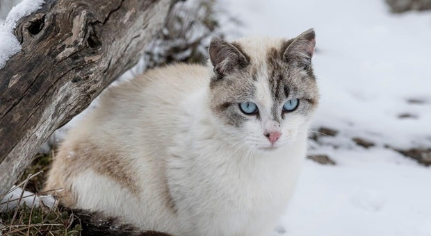 Il gatto delle nevi sul Faito: lo scatto amatoriale che piace al web