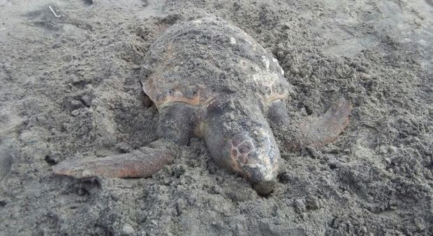Giallo alle “Cesine”: sulla costa carcasse di caretta - caretta