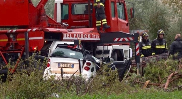 Il Comune dopo l'incidente mortale: «I pini sulla Casilina sono pericolosi, devono essere tutti abbattuti»