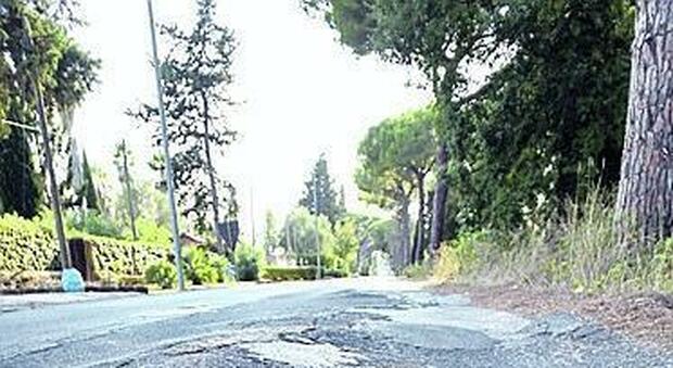 Via della Rosa, rimossi i pini pericolanti: adesso un altro mese di chiusura per rifare l'asfalto