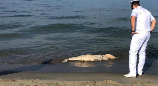 uno dei delfini rinvenuti morti sul litorale toscano (immagine pubblicata da Ansa)