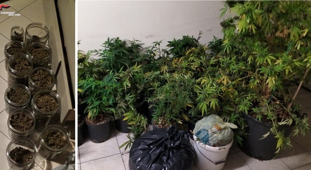Monteprandone, serra di marijuana nel casolare: con 32 piante e 5 kg già pronti: arrestato 52enne col “pollice verde”
